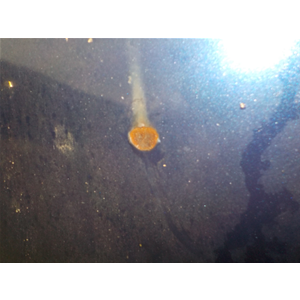 COFANO ANTERIORE OPEL TIGRA 1 (95) [1994-2000]