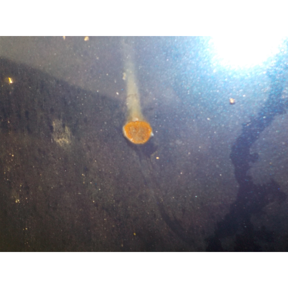 COFANO ANTERIORE OPEL TIGRA 1 (95) [1994-2000]